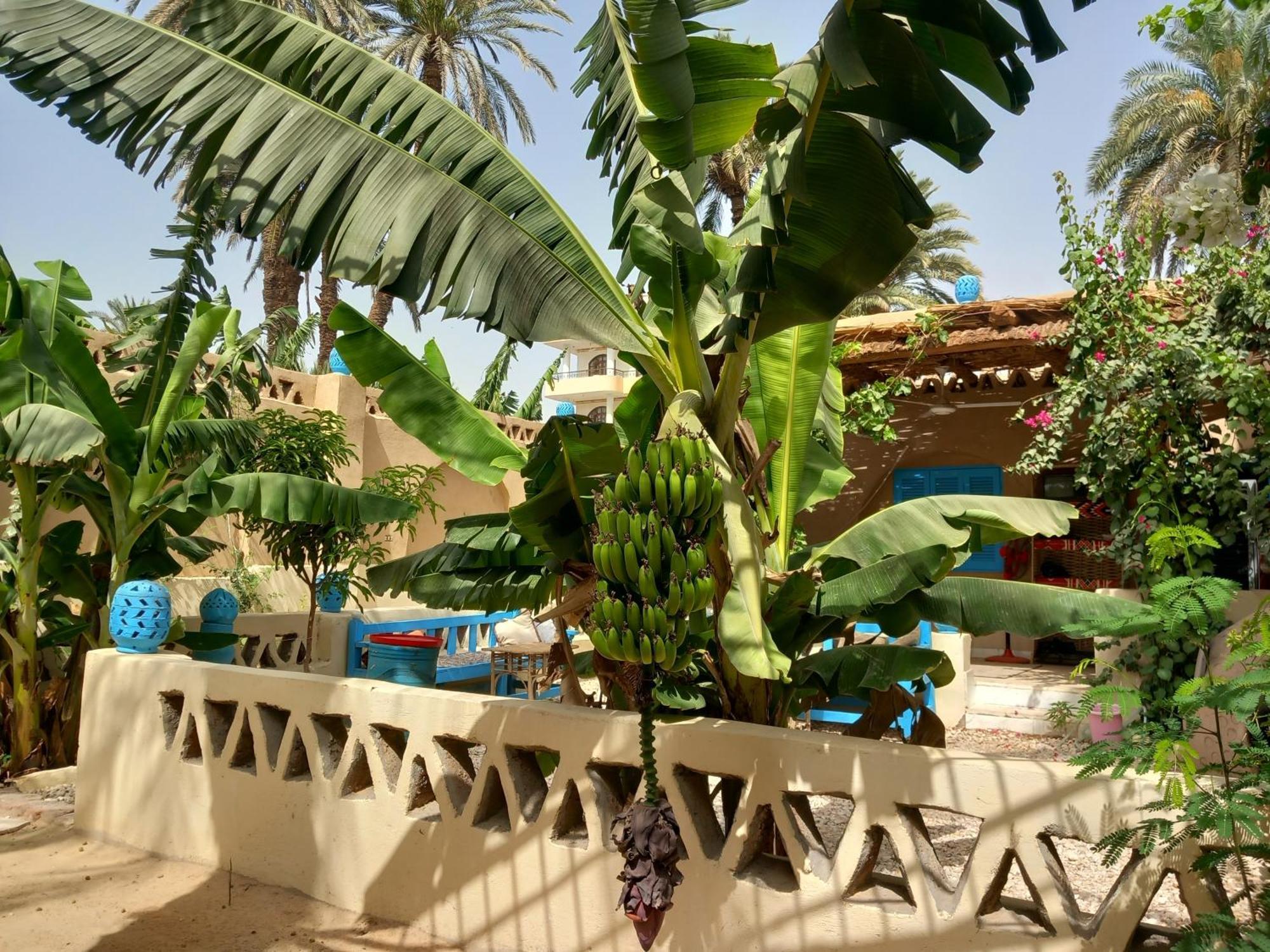 Villa Rebecca Professor'S Paradise Luksor Dış mekan fotoğraf
